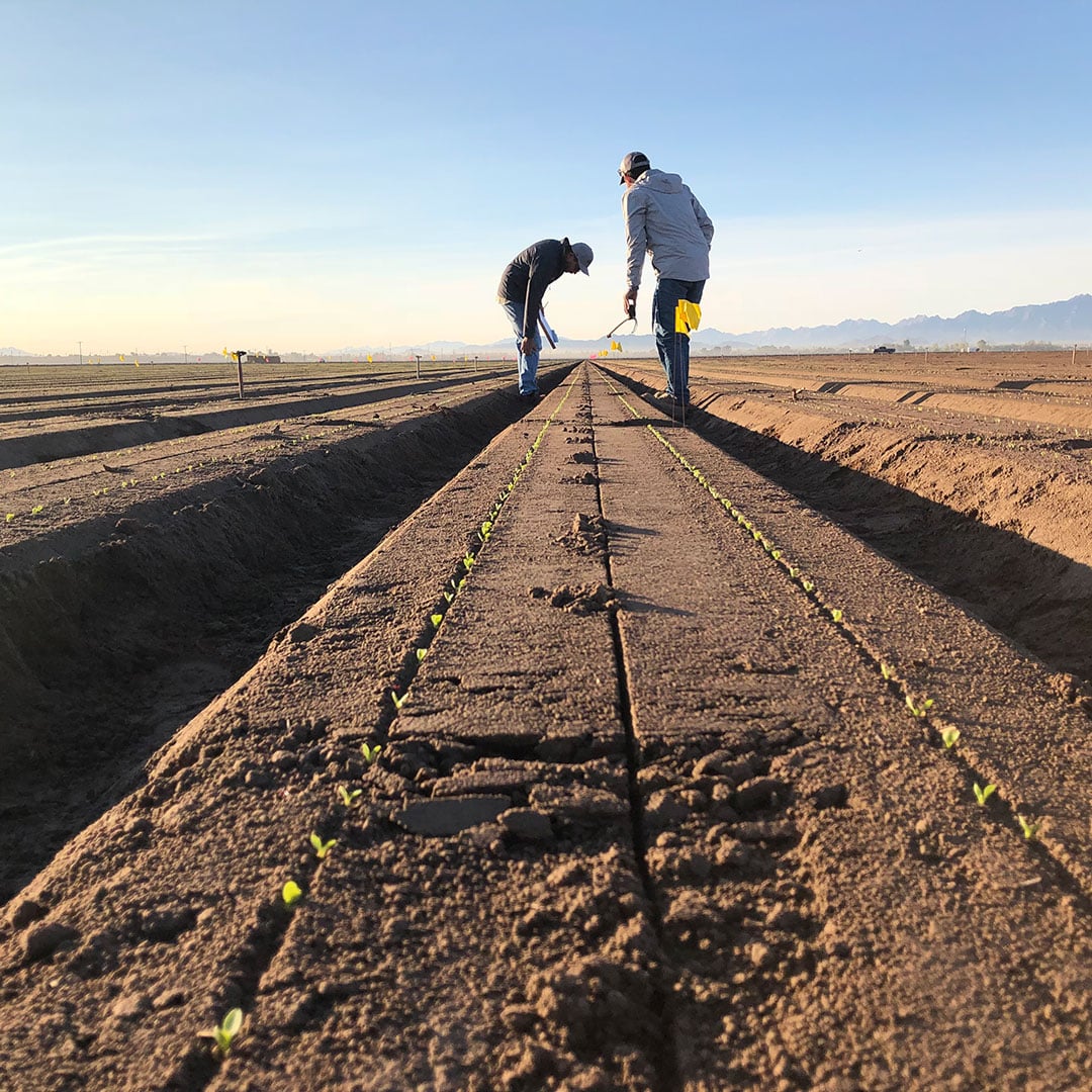 PhycoTerra Soil Microbiome