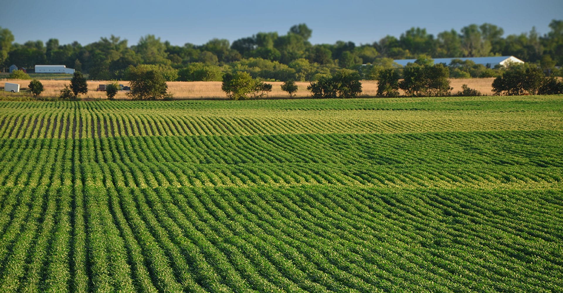 Farming Techniques That Revive Ecosystems and Boost Soil Health