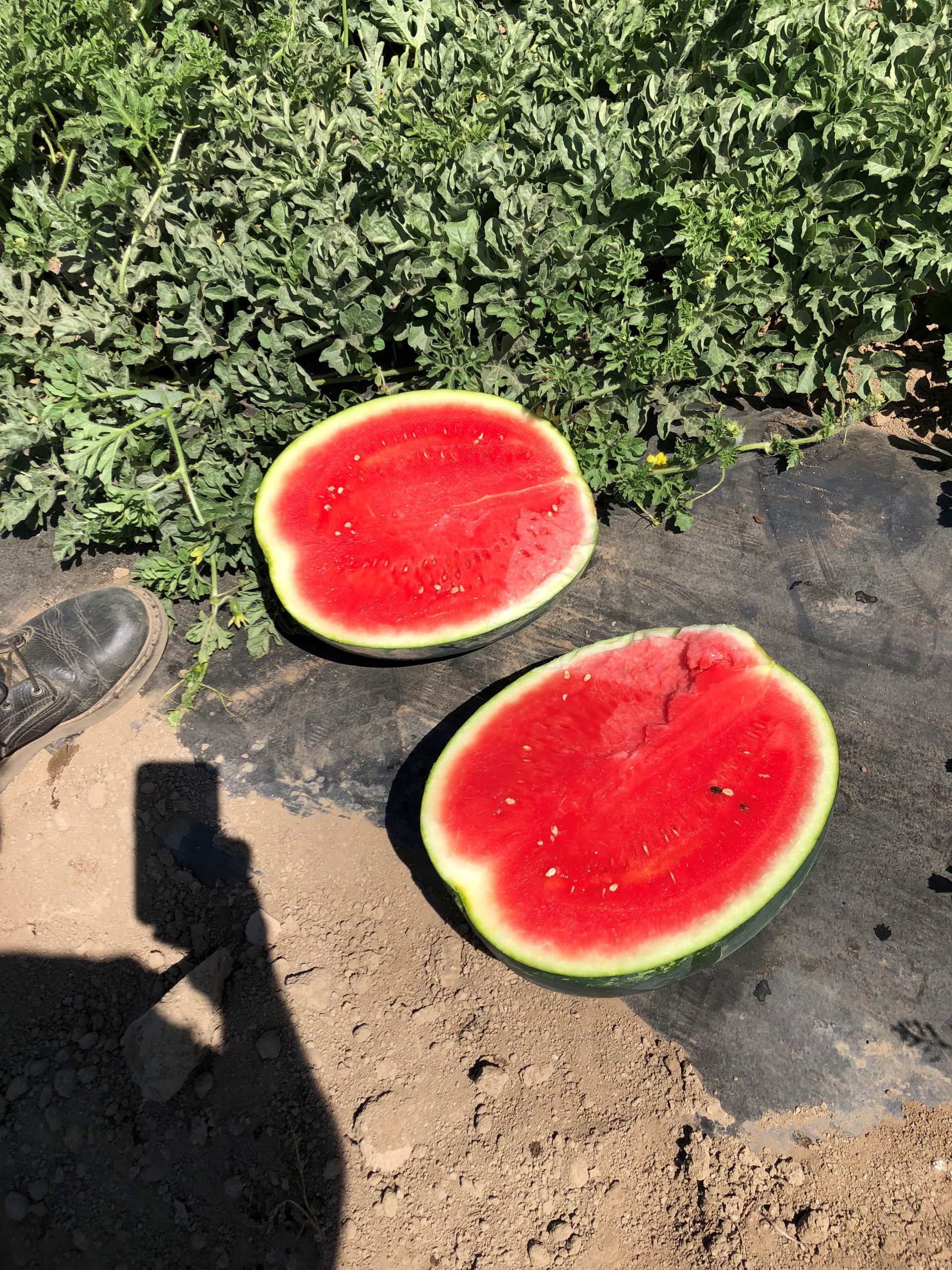 How to increase Watermelon Yield with PhycoTerra® PhycoTerra