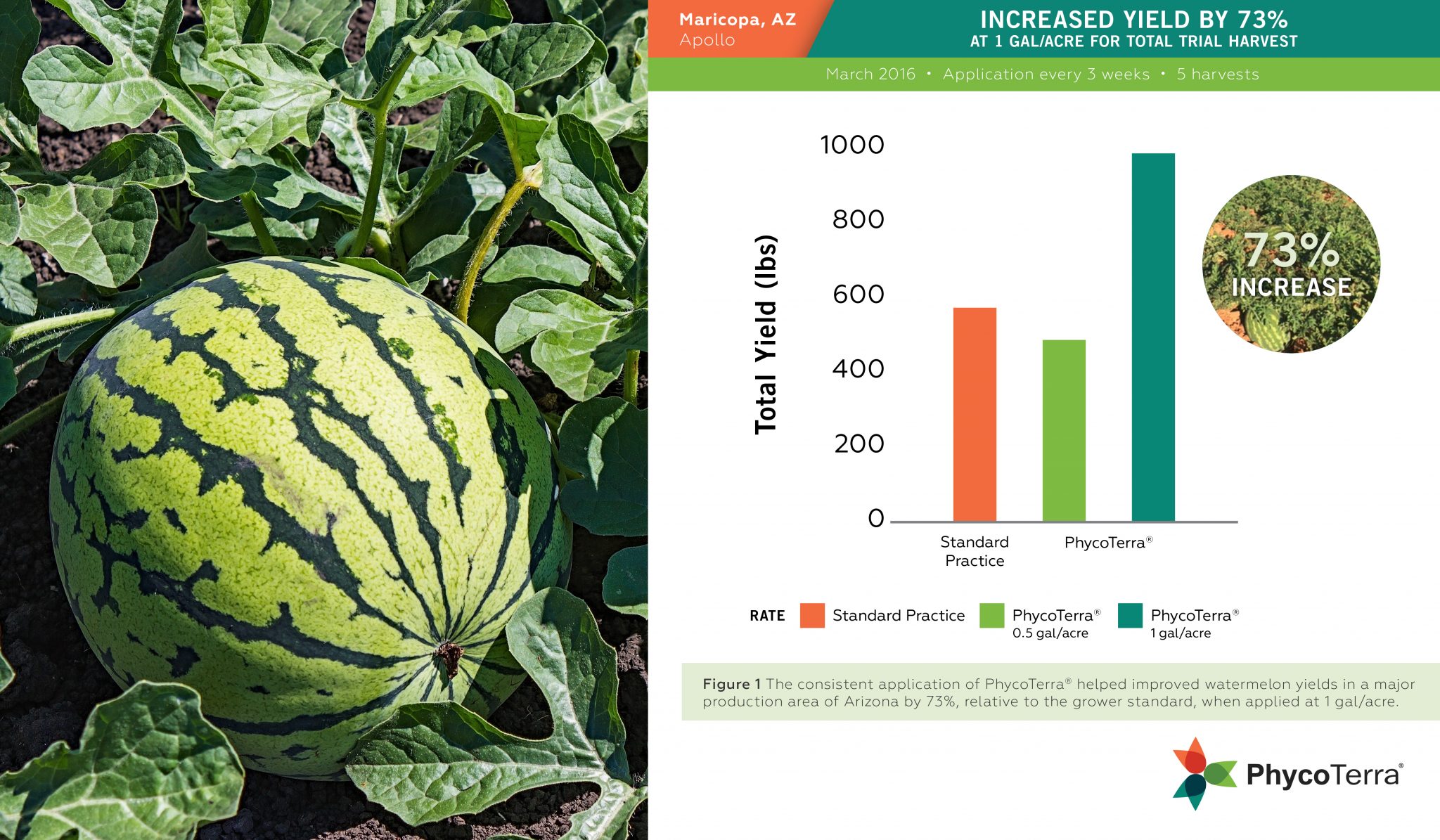Melon Production Increasing Melon by Improving Soil Health PhycoTerra