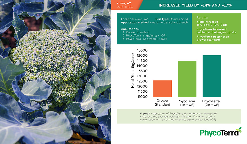 Broccoli field trial