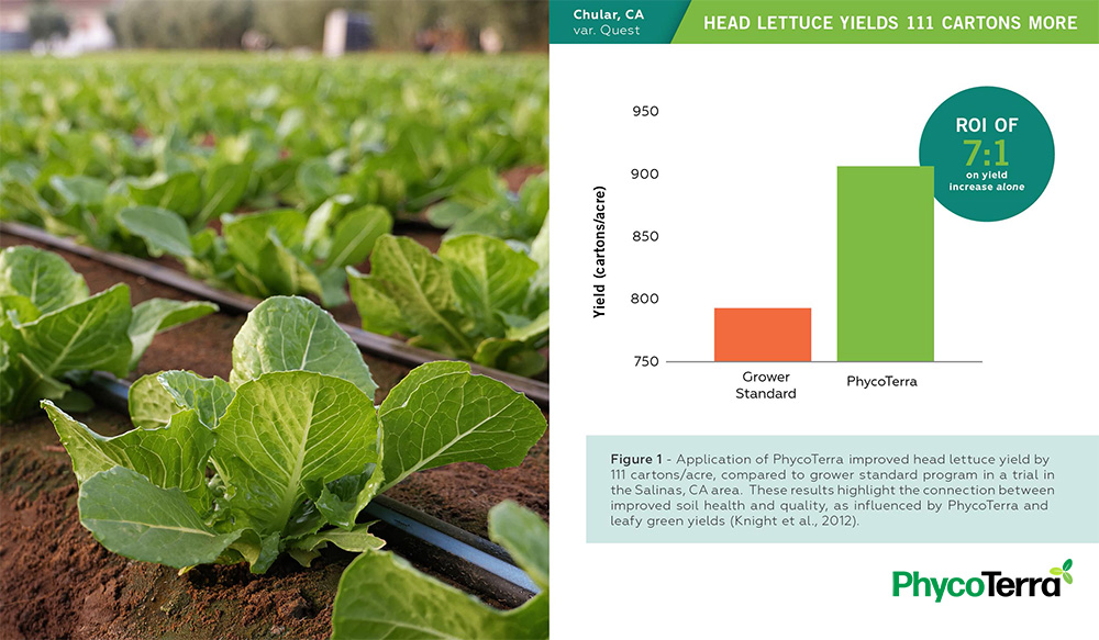 Lettuce field trial