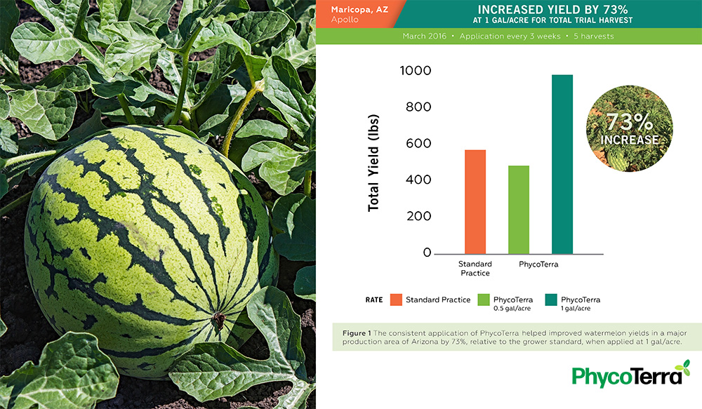 Watermelon field trial