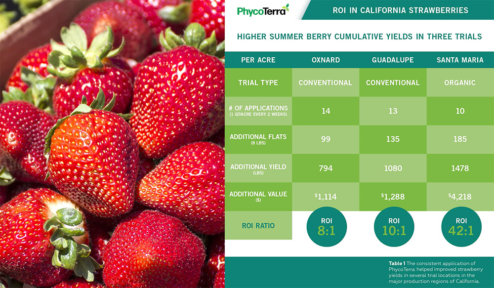 California strawberries ROI