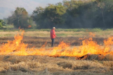 controlled burn of crop residue