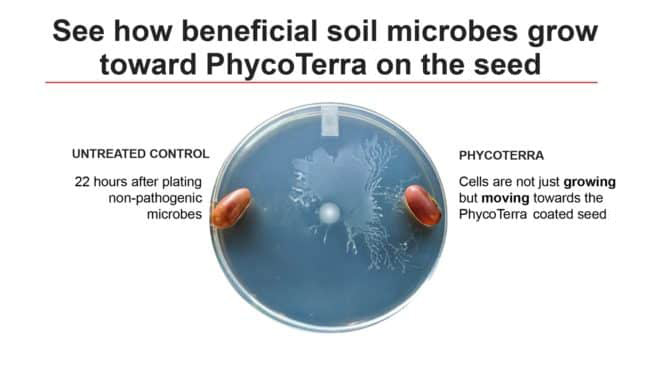 Soil microbes grow