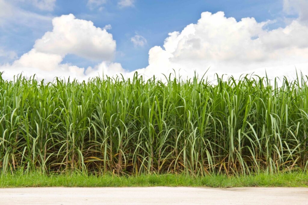sugar cane crop