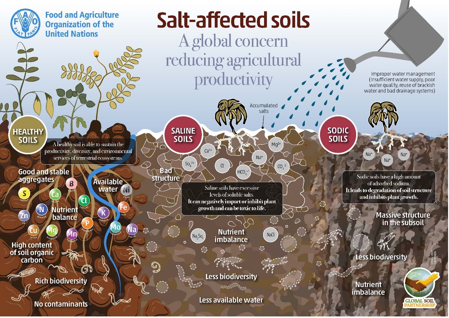 salt affected soils comparison graphic