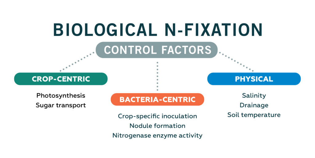 Biological N-Fixation Infographic