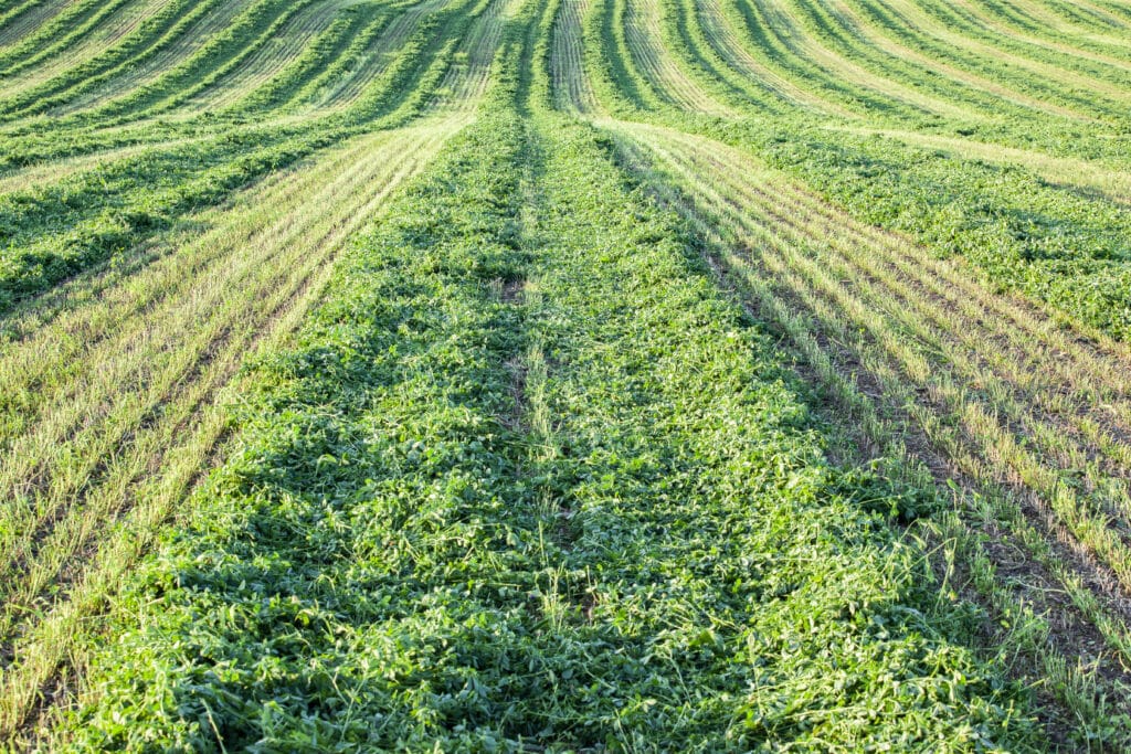 PhycoTerra Alfalfa and forage Trials