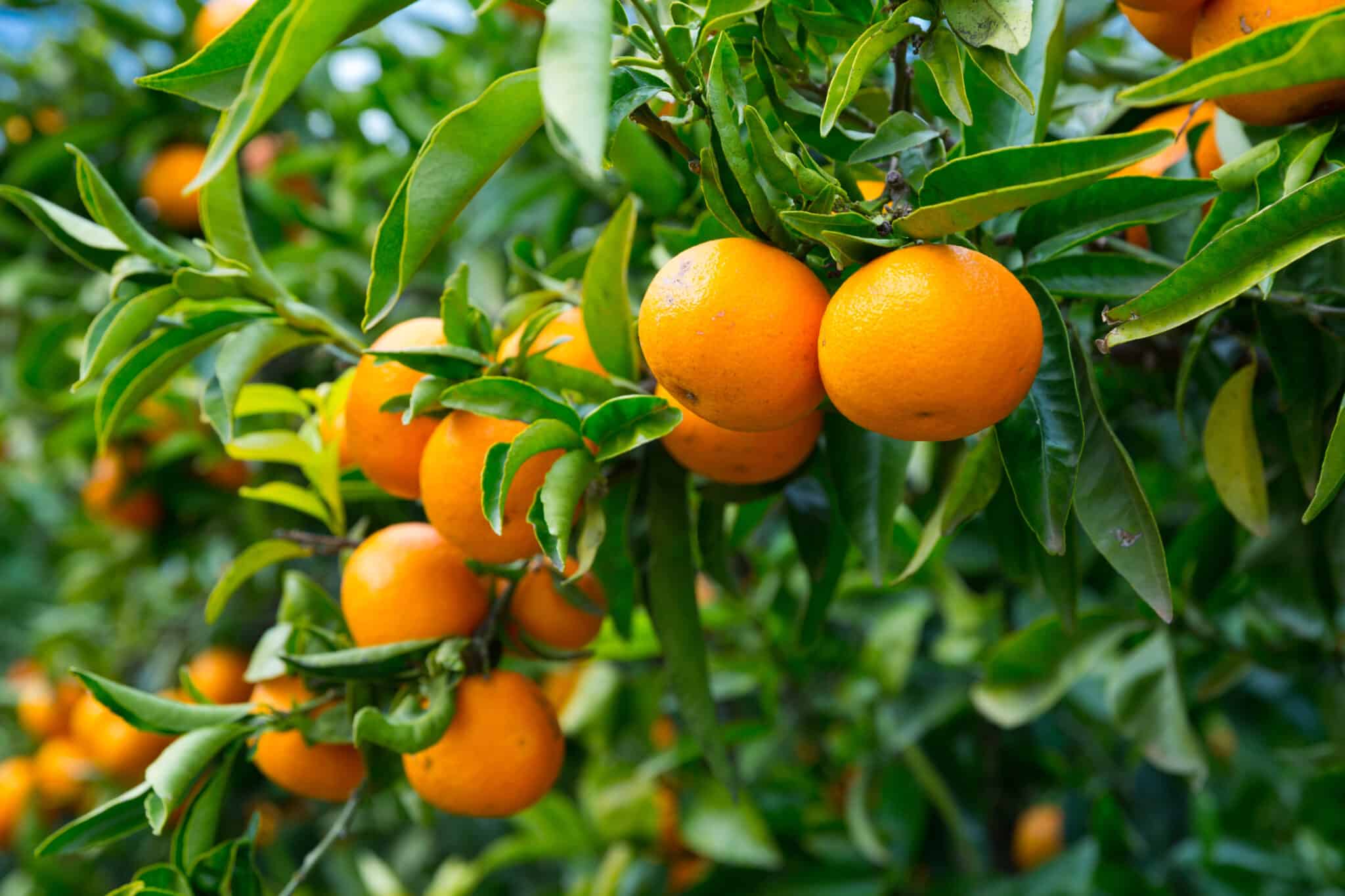 PhycoTerra® Citrus Trials