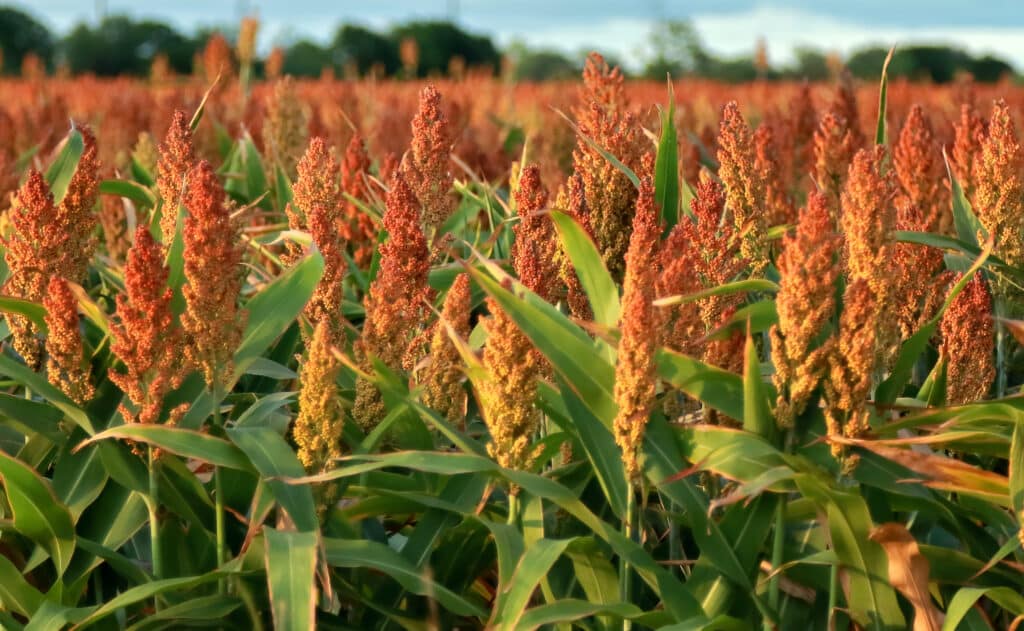 Sorghum field with phycoterra