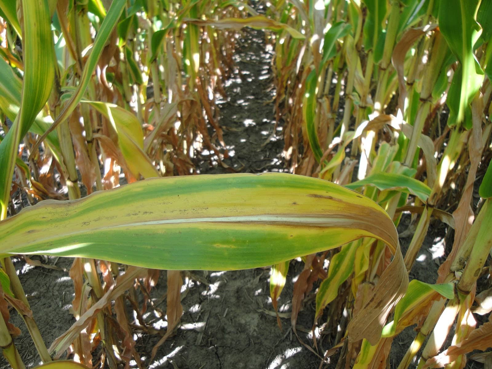 Nitrogen Deficiency Corn crop