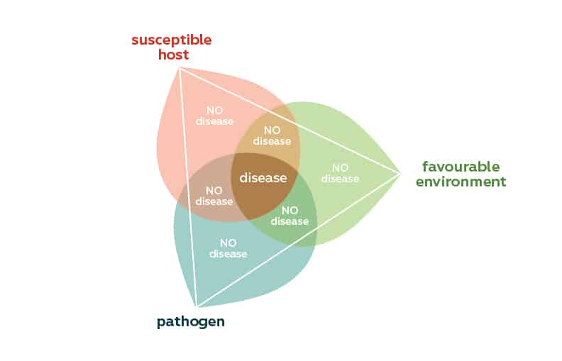 how pathogenic microbes affect your crop - the disease triangle