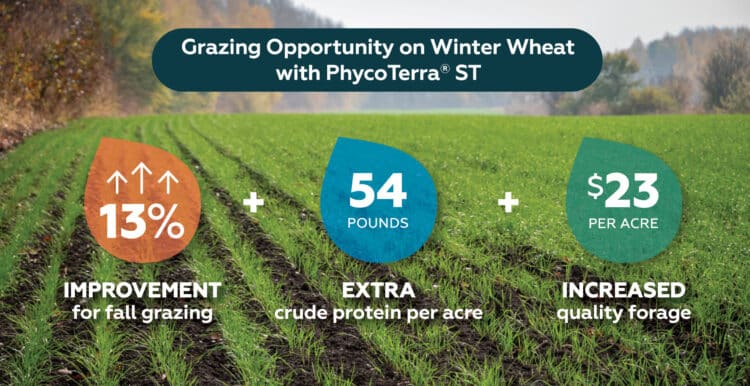 Grazing Opportunity on Winter Wheat with PhycoTerra ST