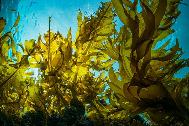 macroalgae kelp