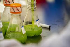 microalgae in lab