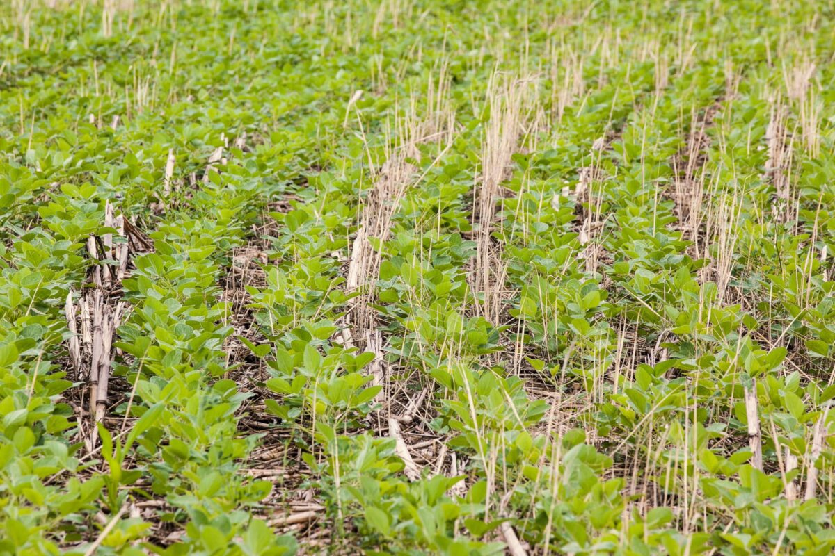 Soybeans planted on a cereal rye cover crop.