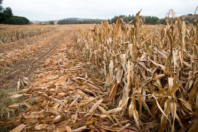 What should I do with my corn stalks after harvest? We've got the answer!