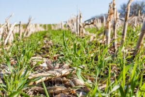 The benefits of using a no till cover crop
