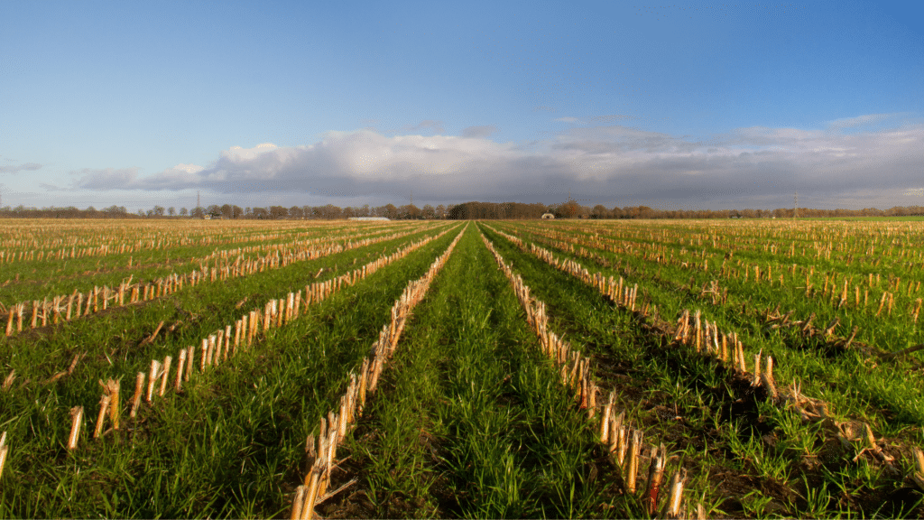 Everything you need to know about planting no till cover crops