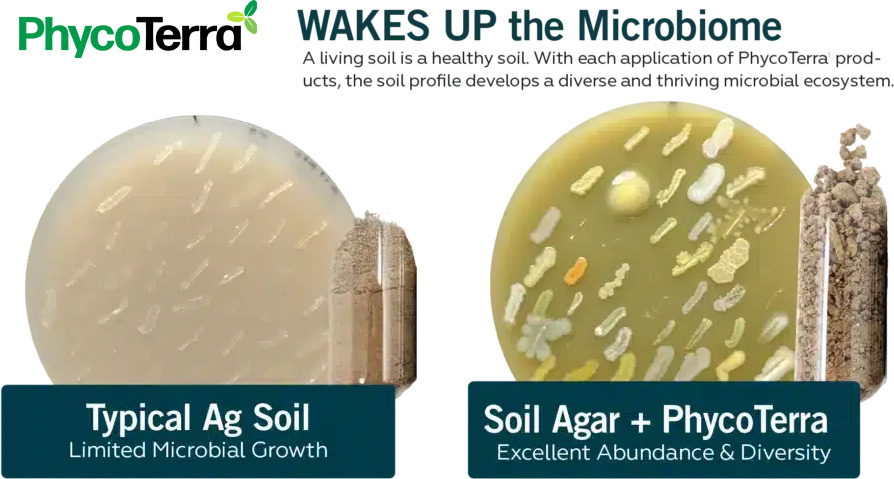 Soil microbes can help improve soil structure