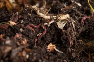 What is soil organic matter?