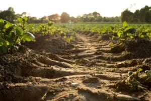 Here's how to improve your soil health