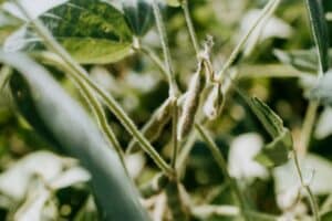 Best practices for growing soybeans