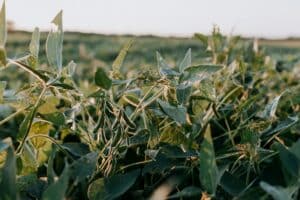 Here's why you need a soybean seed treatment