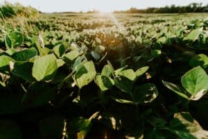 Growing soybeans this year? Read this first.