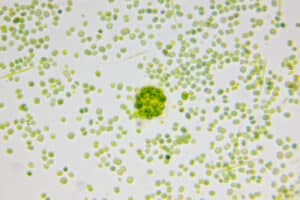 Microalgae: The future of farming