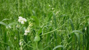 Planting cover crops can help feed hungry soil microbes