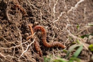Why are soil microbes important for soil?