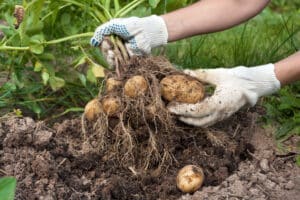 Leverage beneficial microbes to improve potato yields