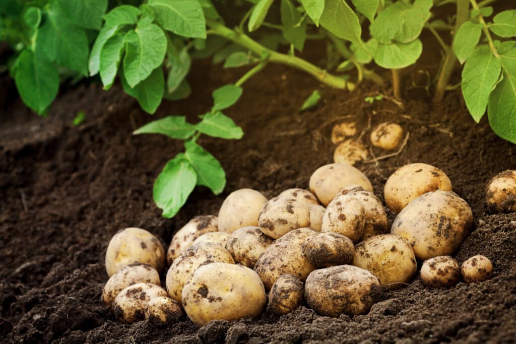 Maximize your potato yields