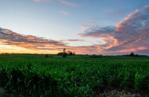 2026 Fertilizer Crisis : Everything You Need to Know as a Farmer