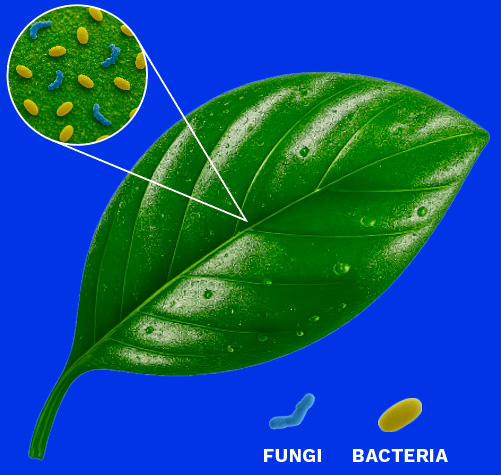 Microalgae on a leaf