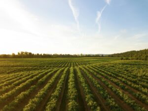 organic farm soil amendment