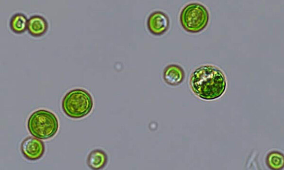 Microbial food graphic