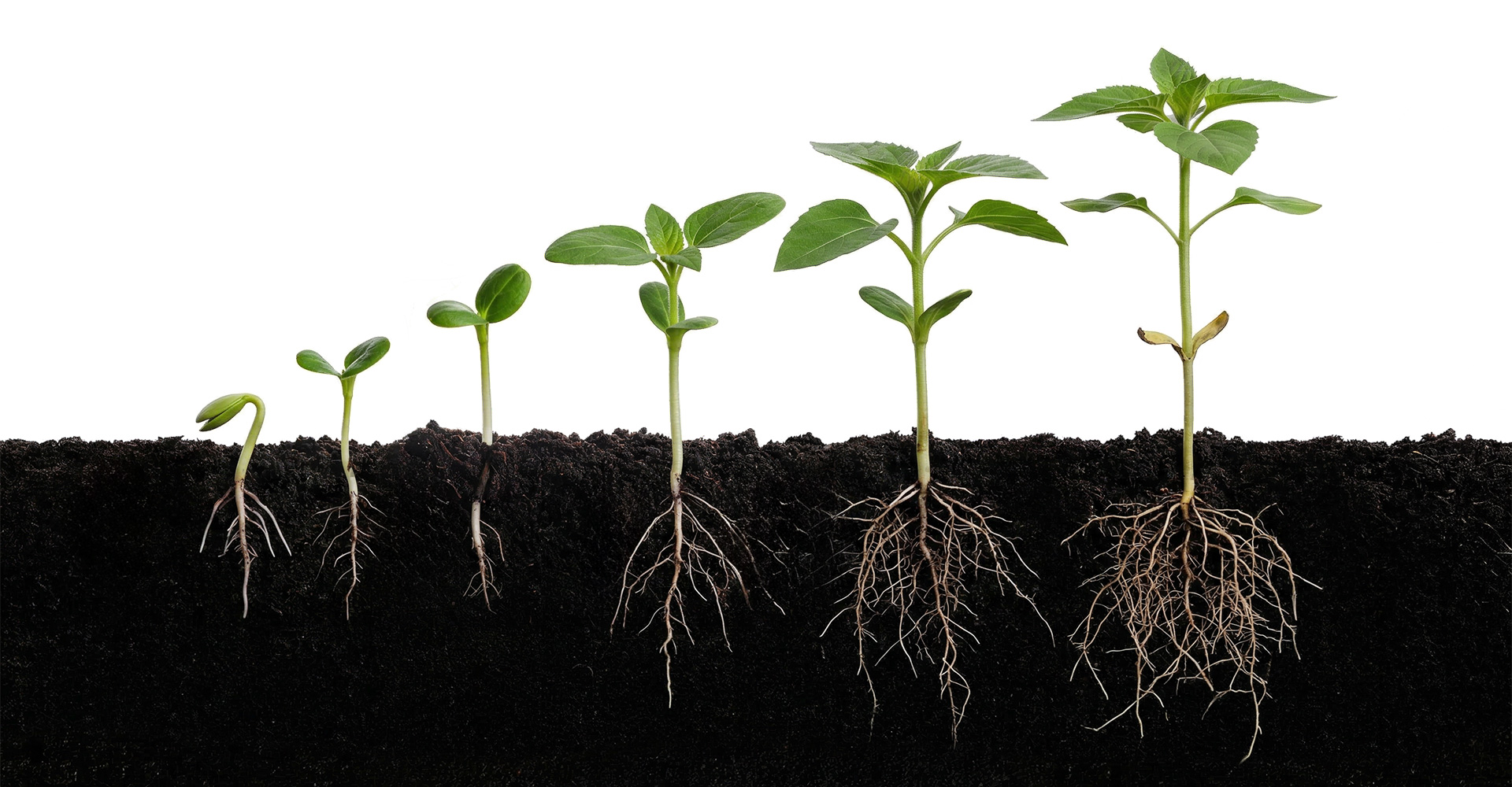 Stages of plant growth