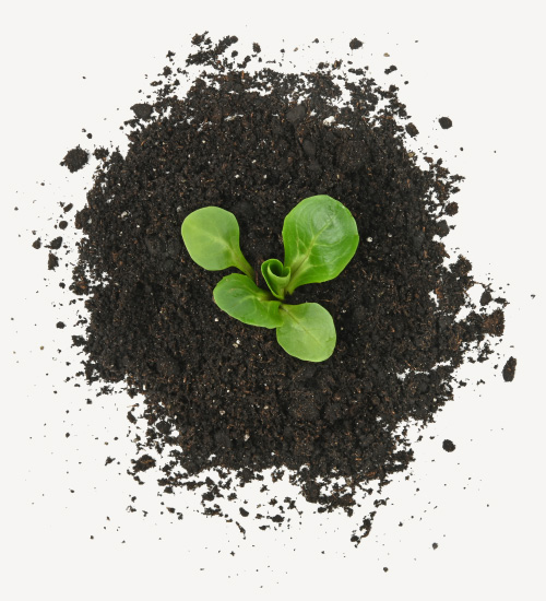Plant growing in soil
