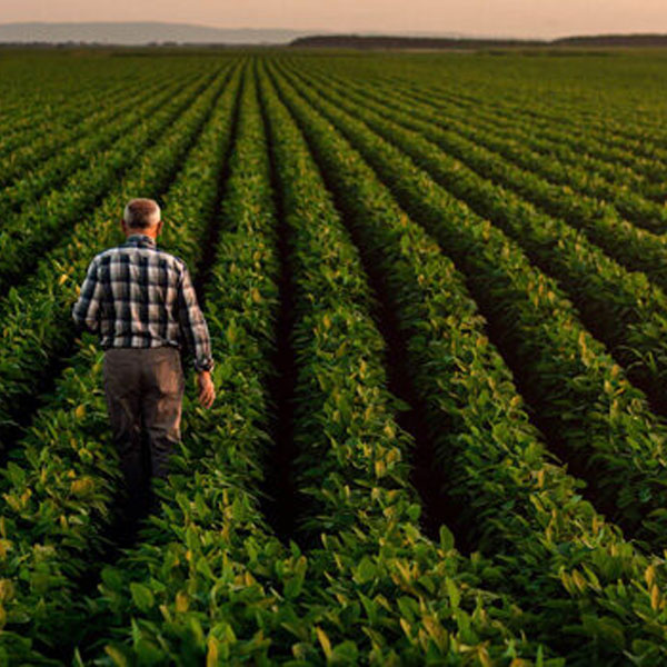Farmer in field