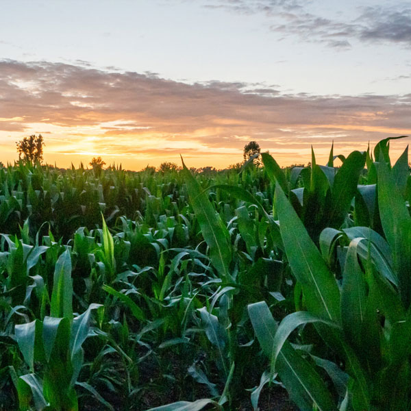 Crops in field