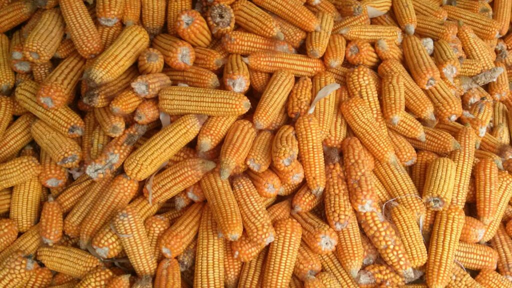 Everything you need to know about corn sweat.