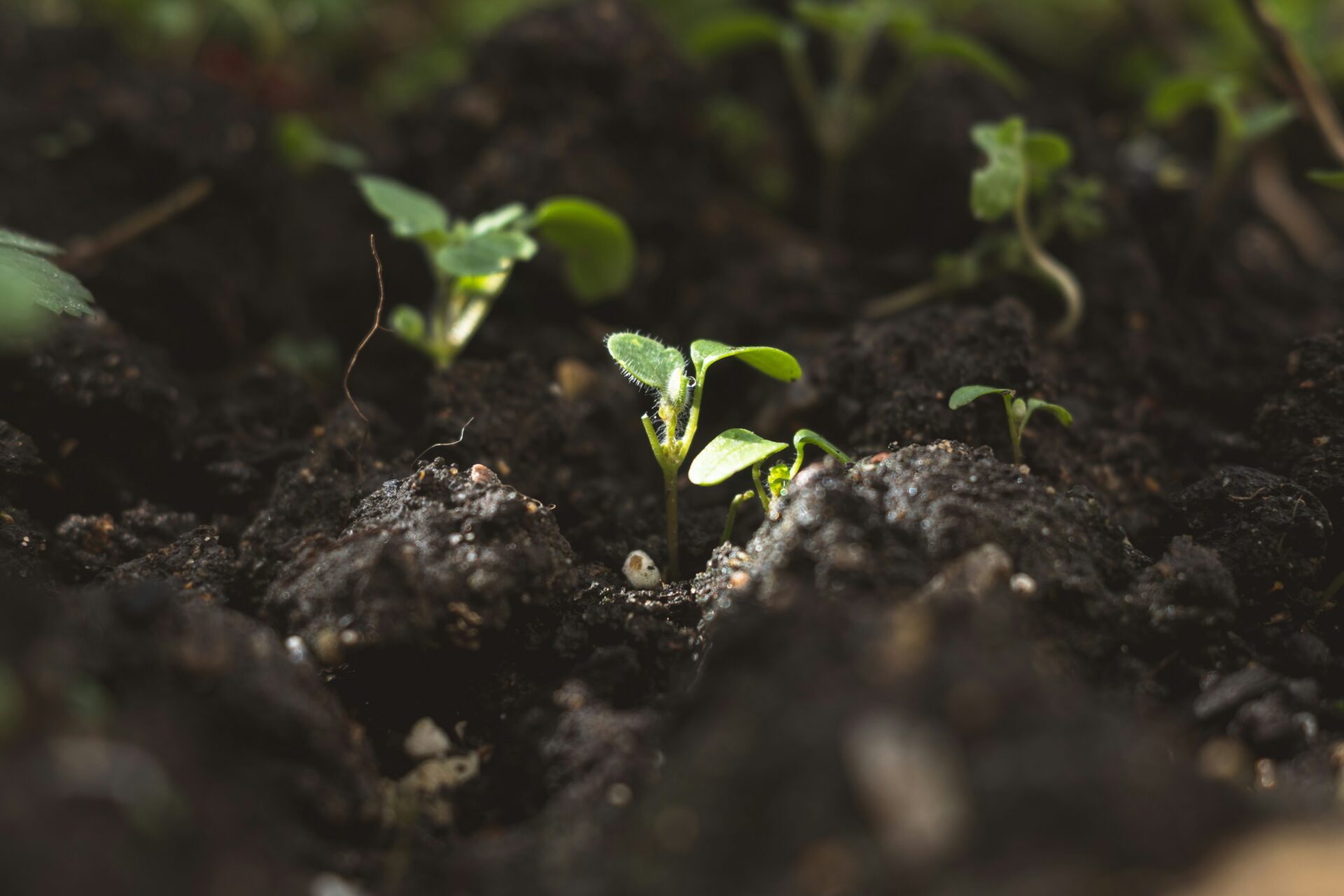 Natural fertilizer: How manure decomposes