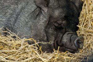 Did you know bedding can impact manure's fertilizer value? Here's what else impacts it, too.