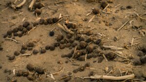 make your manure break down faster