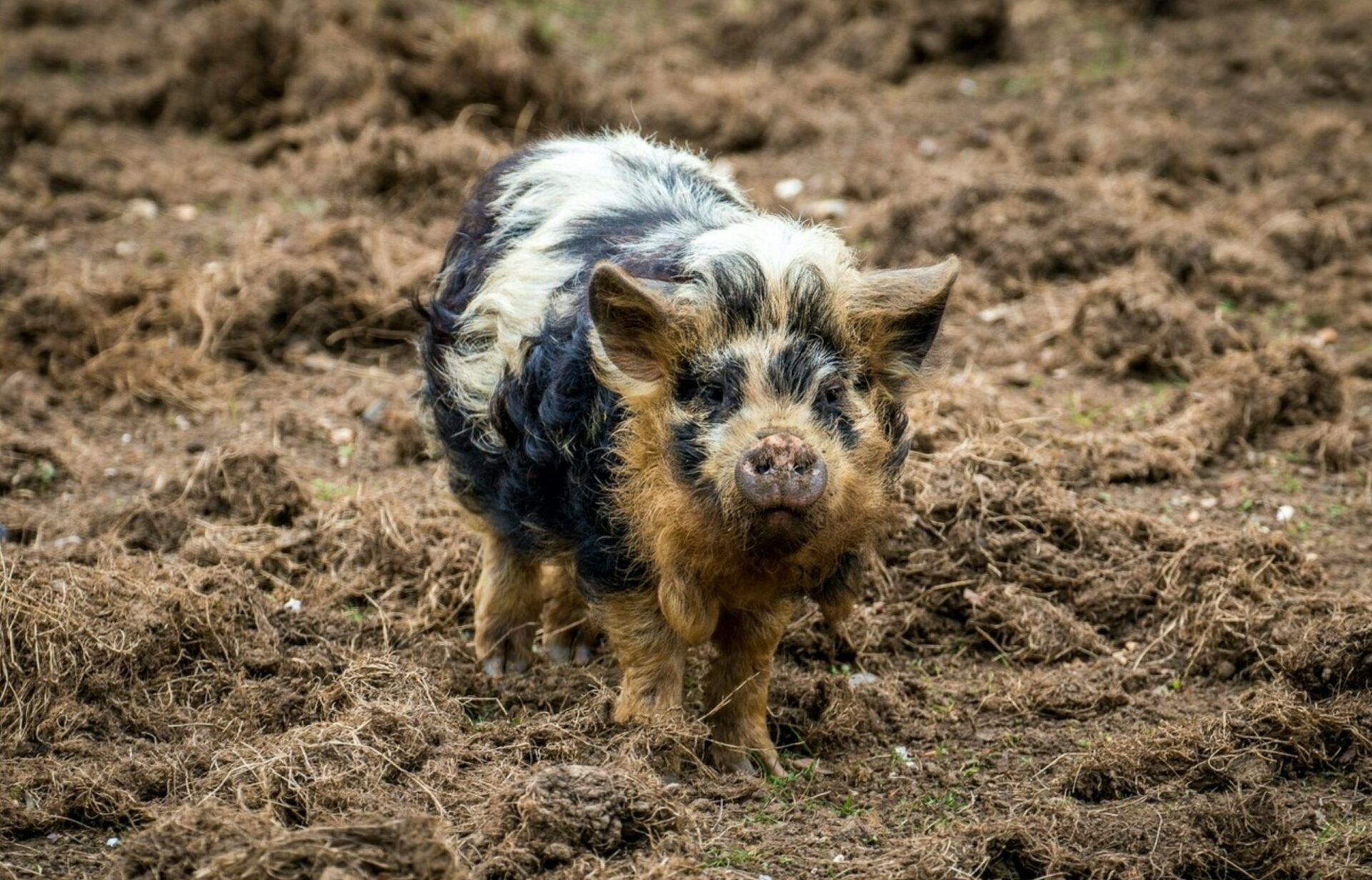 manure composting basics
