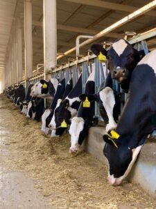 Tips for managing dairy farm manure